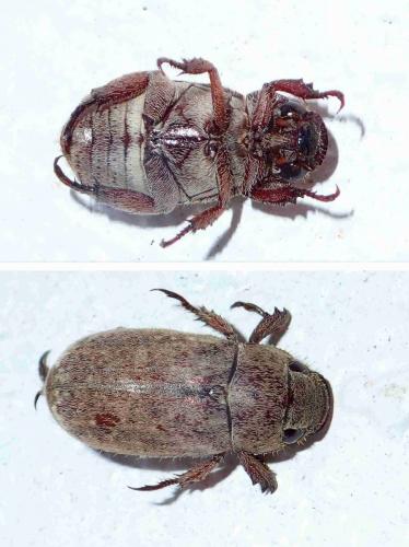 Réf. 223 785 : Rutelinae inconnu